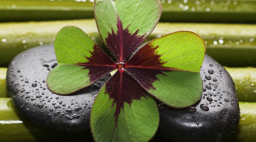 Greenvertising, la publicidad con hojas