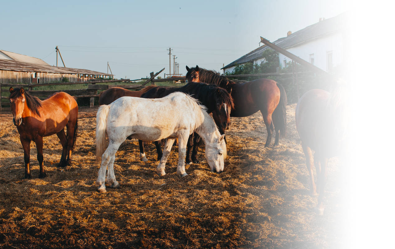 Portafolio /&nbsp;Logotipos&nbsp;/&nbsp;Logo 2MA CRIADERO