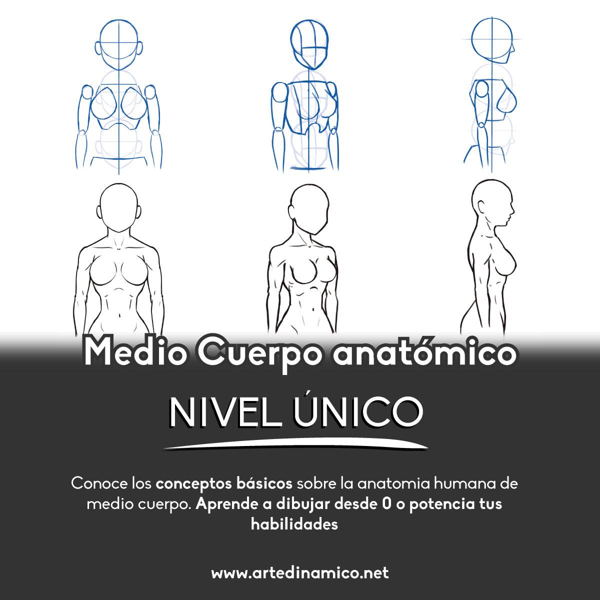 Estudiar, aprender Curso de dibujo, clases de dibujo medio cuerpo ...